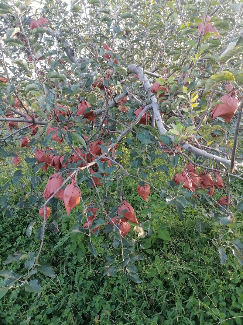 苹果袋各种水果袋规格齐全量大从优品质保证欢迎老板电话联系