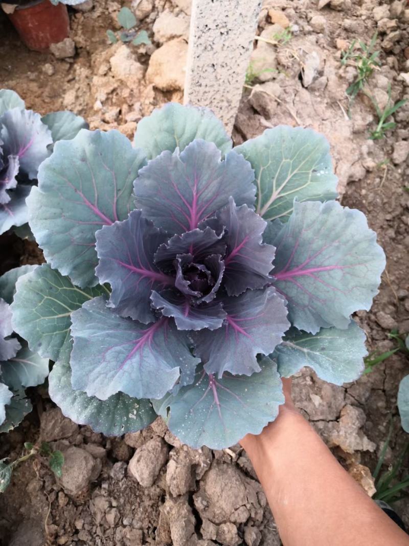 鸽系欧系羽衣甘蓝自家苗圃直售，价格低，质量好，欢迎询
