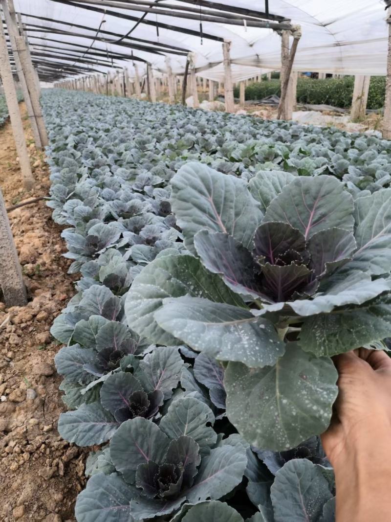 鸽系欧系羽衣甘蓝自家苗圃直售，价格低，质量好，欢迎询