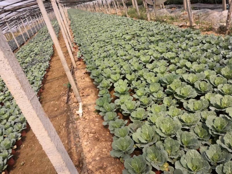 鸽系欧系羽衣甘蓝自家苗圃直售，价格低，质量好，欢迎询