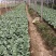 鸽系欧系羽衣甘蓝自家苗圃直售，价格低，质量好，欢迎询