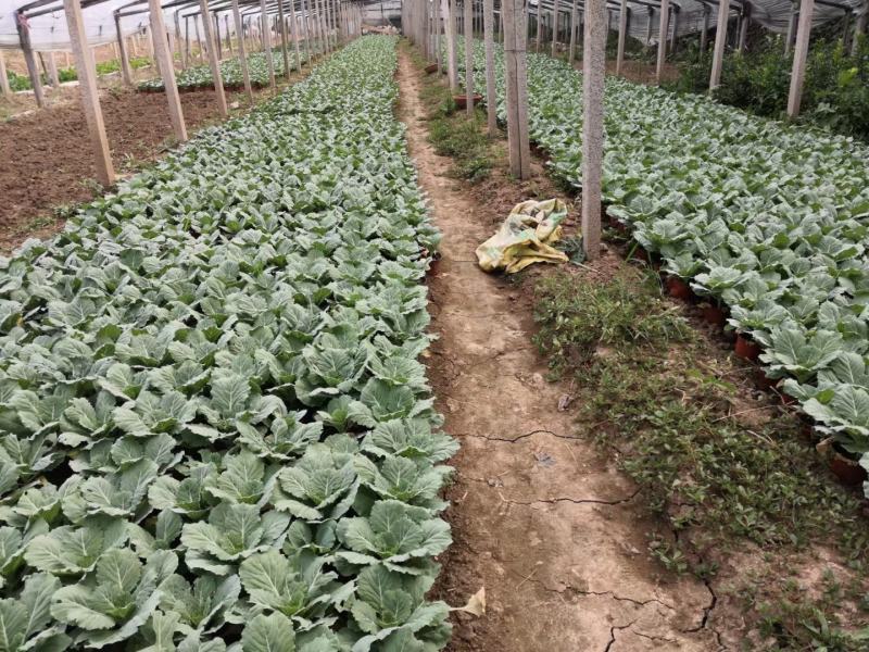 鸽系欧系羽衣甘蓝自家苗圃直售，价格低，质量好，欢迎询