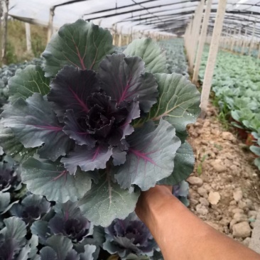 鸽系欧系羽衣甘蓝自家苗圃直售，价格低，质量好，欢迎询