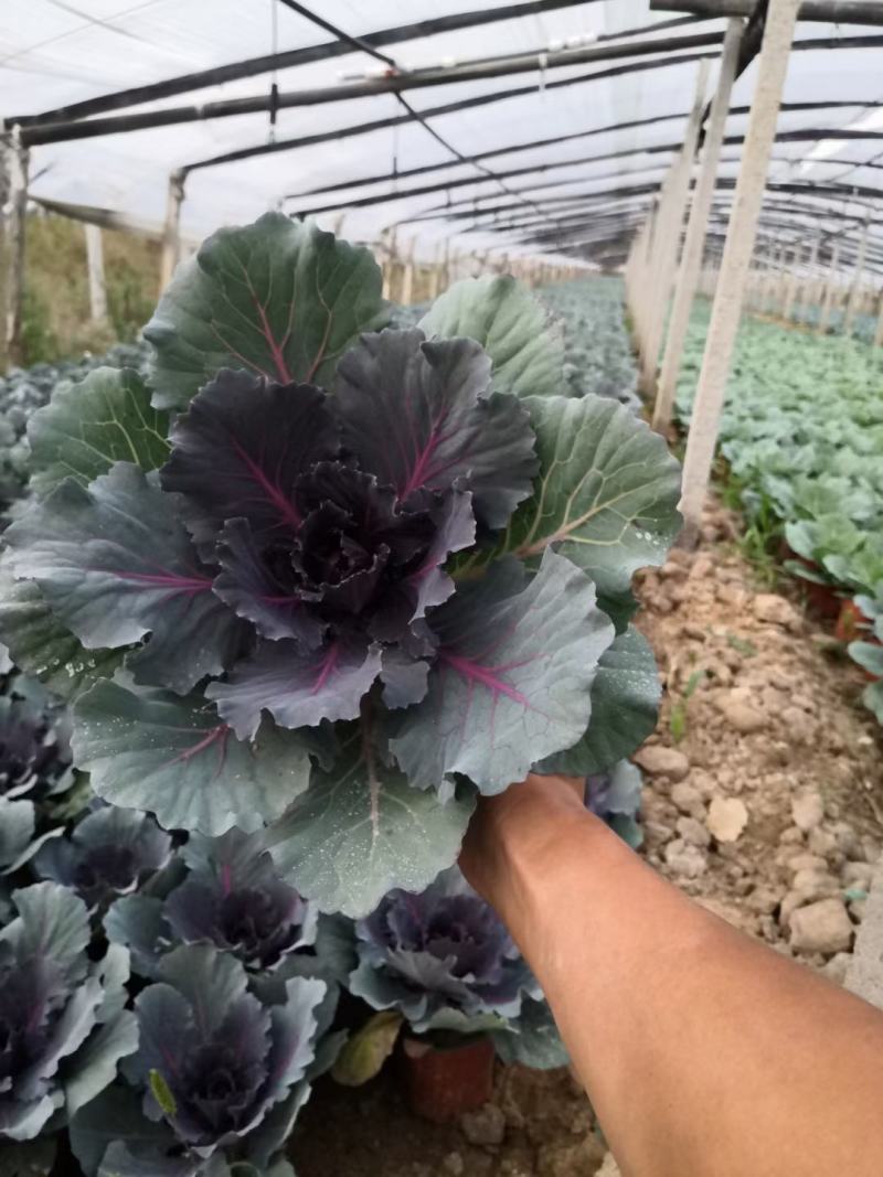 鸽系欧系羽衣甘蓝自家苗圃直售，价格低，质量好，欢迎询