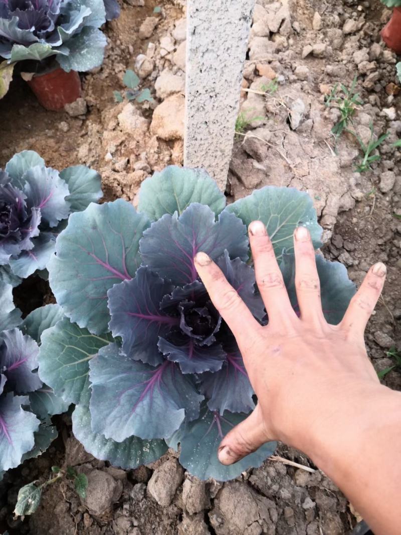 鸽系欧系羽衣甘蓝自家苗圃直售，价格低，质量好，欢迎询