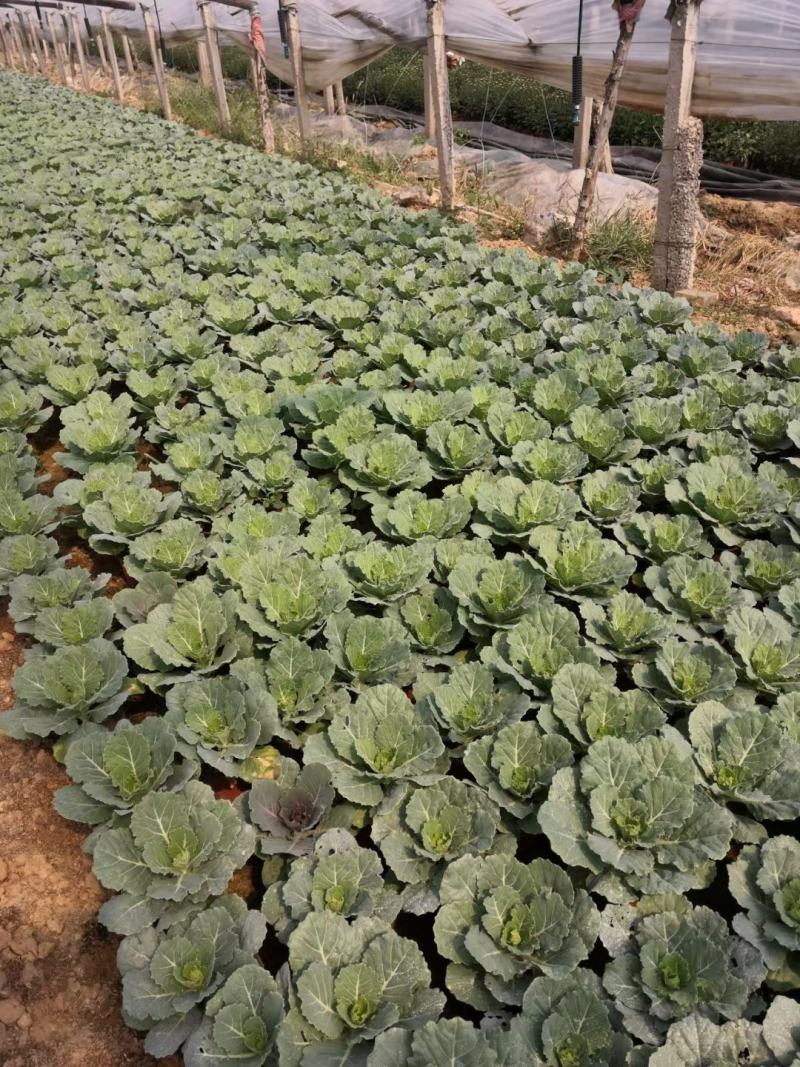 鸽系欧系羽衣甘蓝自家苗圃直售，价格低，质量好，欢迎询