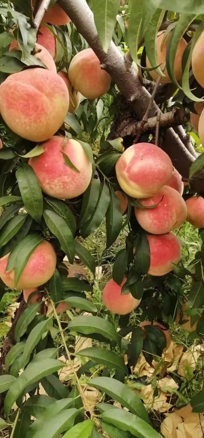 苹果毛桃价格中秋红毛桃批发毛桃产地