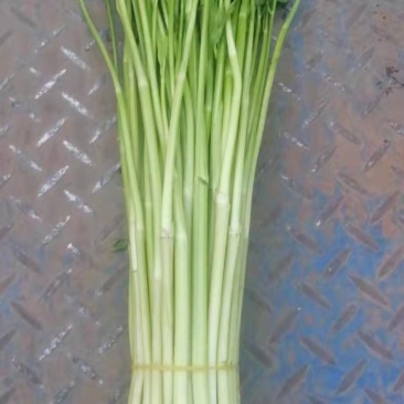 水芹菜嫩白脆鲜有机肥种植基地直接批发
