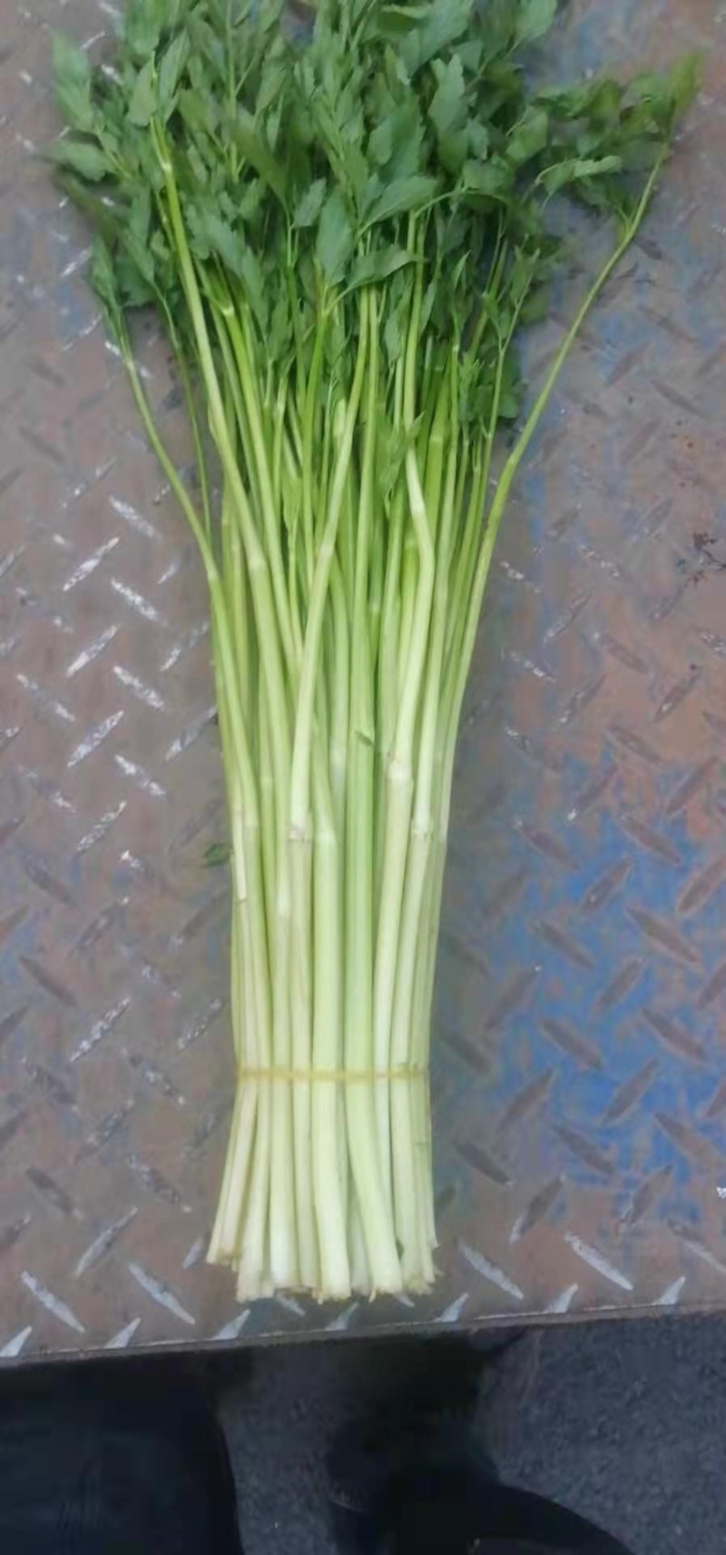 水芹菜嫩白脆鲜有机肥种植基地直接批发