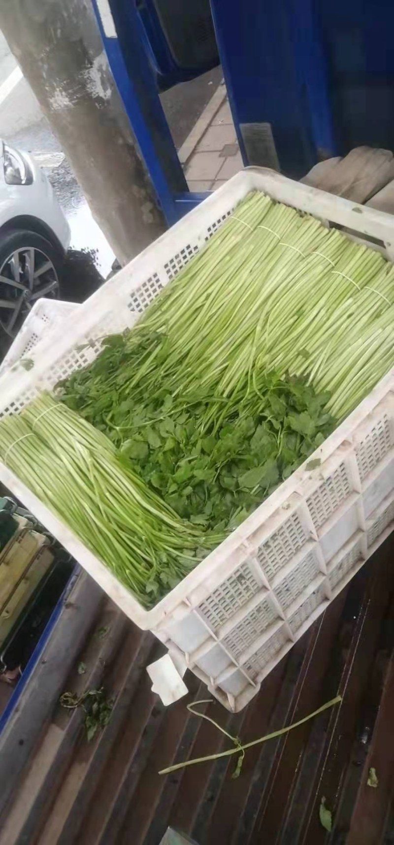 水芹菜嫩白脆鲜有机肥种植基地直接批发