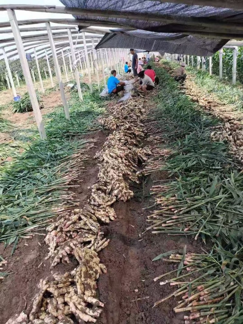 热卖】姜母水洗服务24年鲜姜大量上市货源充足诚信经营