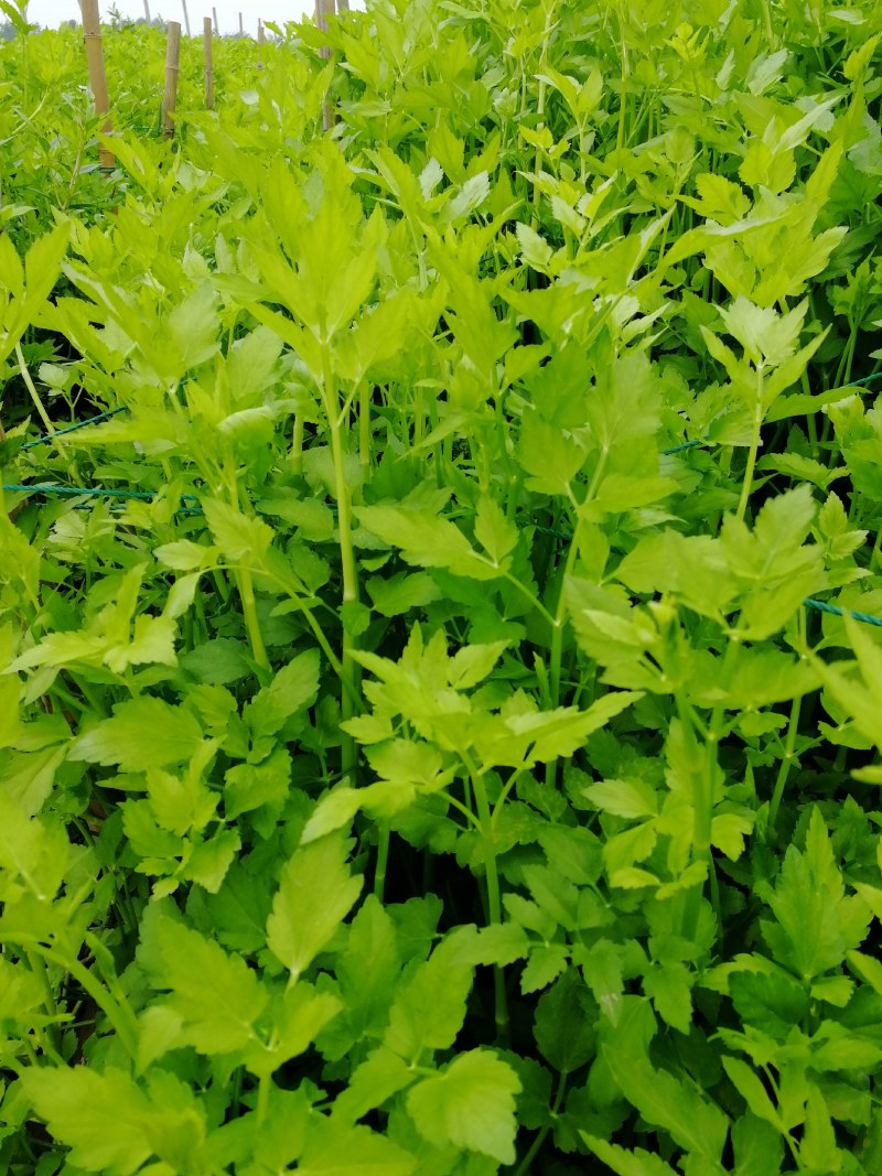 水芹菜嫩白脆鲜有机肥种植基地直接批发