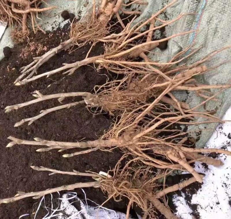 洛阳观赏牡丹苗～两年苗！重瓣大花朵。跟粗苗壮包对版包成活