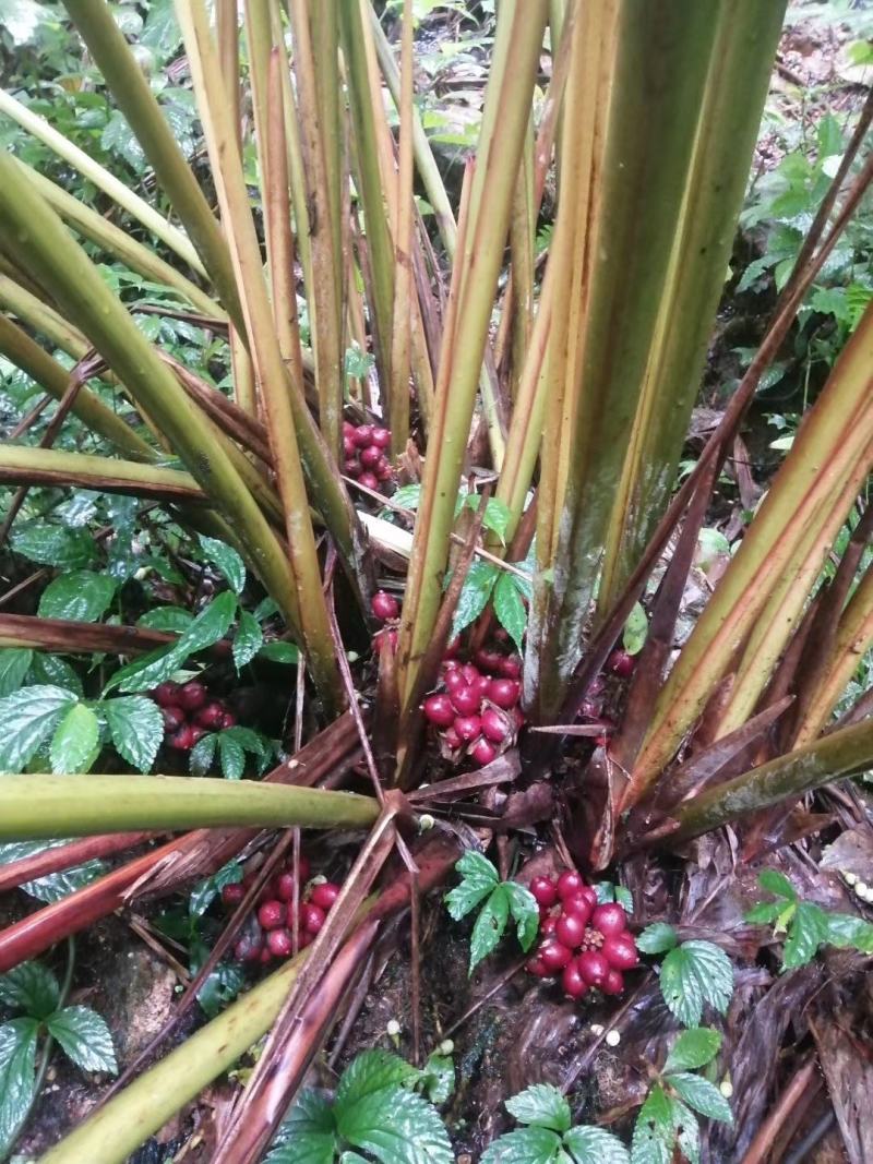 深山老箐，自然生长，纯野生。果实，大个，饱满。籽黑采摘