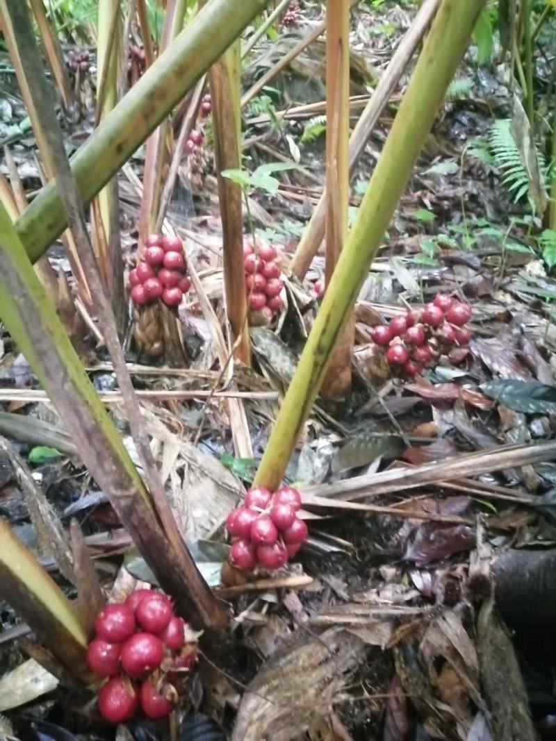 深山老林，自然生长，无农药化肥的