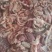 817混肠小肉鸡混肠，大厂货质量好，纯干无水，常年供货