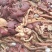817混肠小肉鸡混肠，大厂货质量好，纯干无水，常年供货