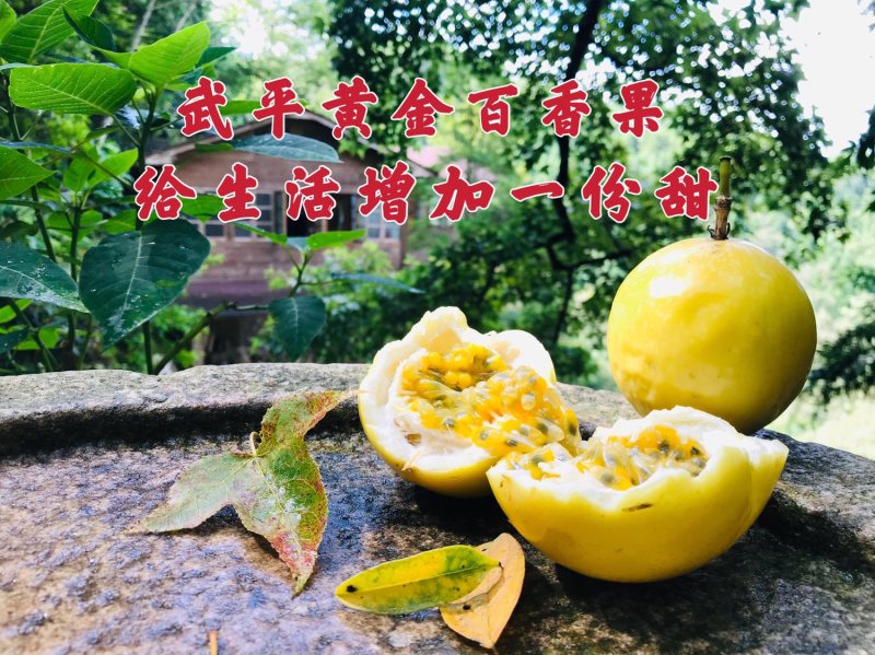 大量供应黄金百香果诚招电商微商一件代发