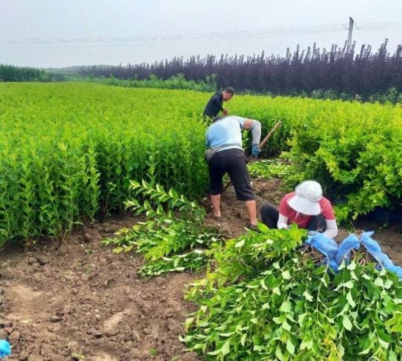 红王子锦带规格齐全耐寒抗旱耐修剪易成活根系发达