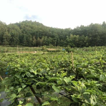 大量供应黄金百香果诚招电商微商一件代发