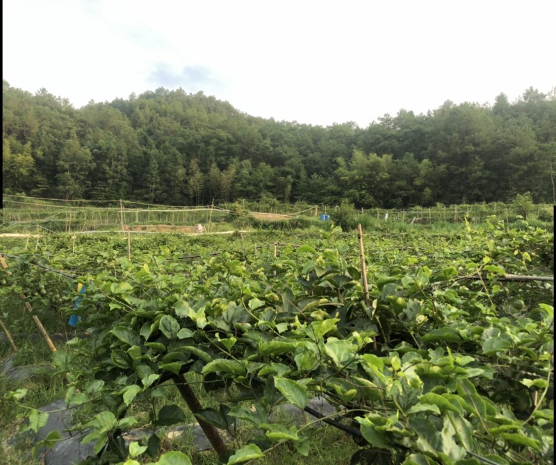 大量供应黄金百香果诚招电商微商一件代发