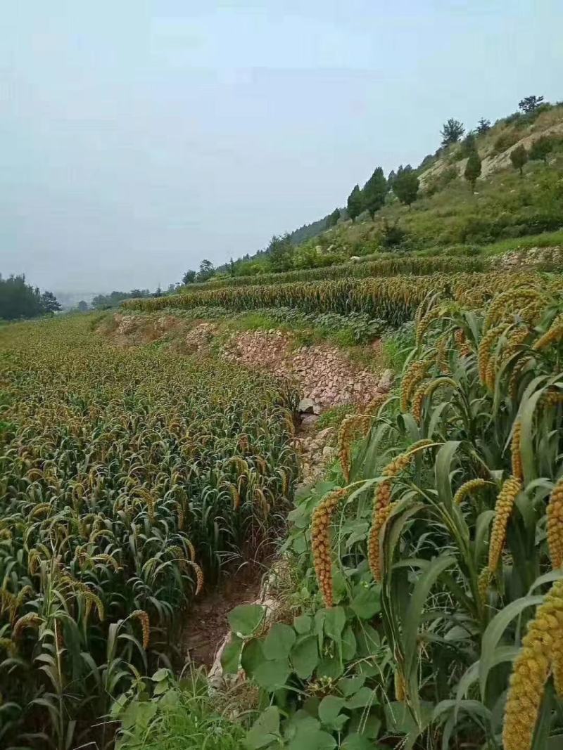 常年供应内蒙古优质黄金小米，质优价廉，精品中的精品