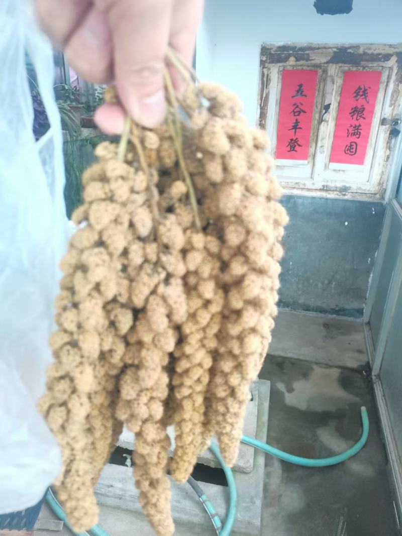常年供应内蒙古优质黄金小米，质优价廉，精品中的精品