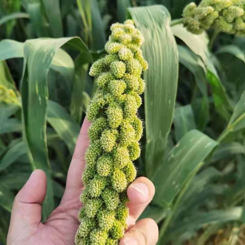 常年供应内蒙古优质黄金小米，质优价廉，精品中的精品