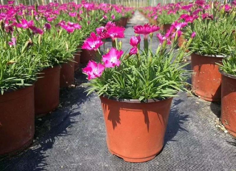欧石竹花苗花卉盆栽绿植室内好养四季长青耐寒耐热绿植