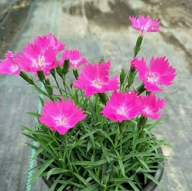 欧石竹花苗花卉盆栽绿植室内好养四季长青耐寒耐热绿植