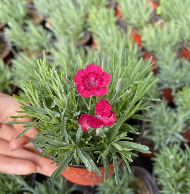 欧石竹花苗花卉盆栽绿植室内好养四季长青耐寒耐热绿植
