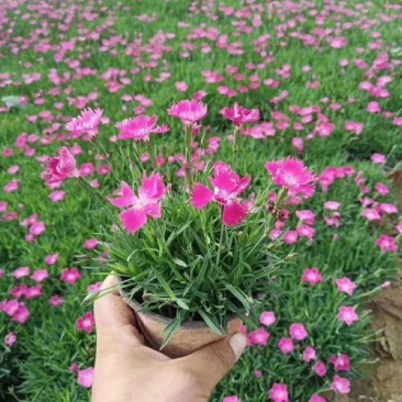 欧石竹花苗花卉盆栽绿植室内好养四季长青耐寒耐热绿植