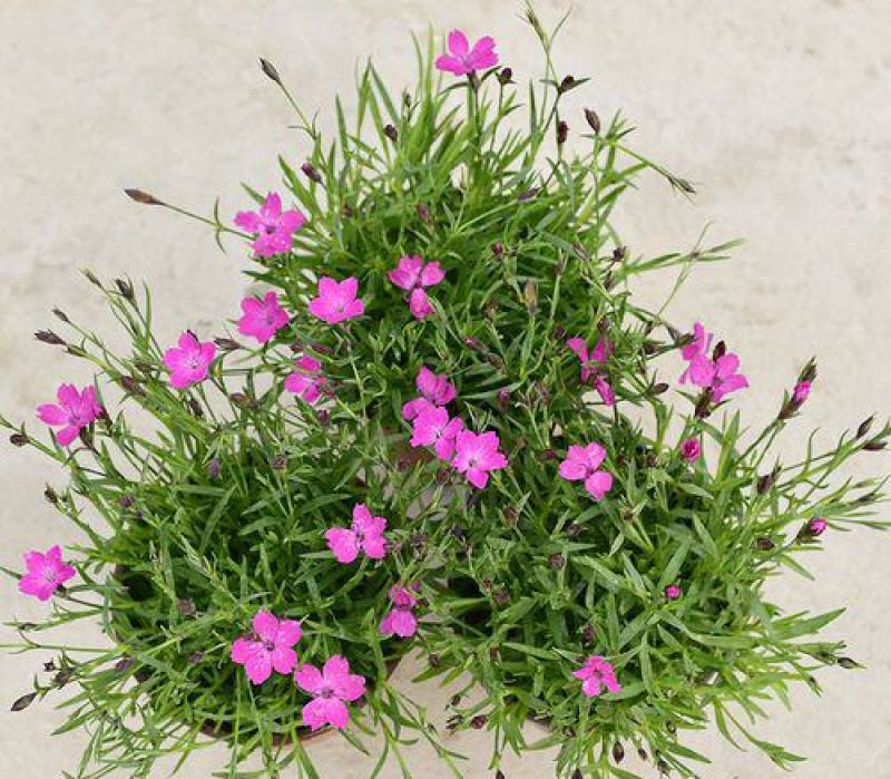 欧石竹花苗花卉盆栽绿植室内好养四季长青耐寒耐热绿植