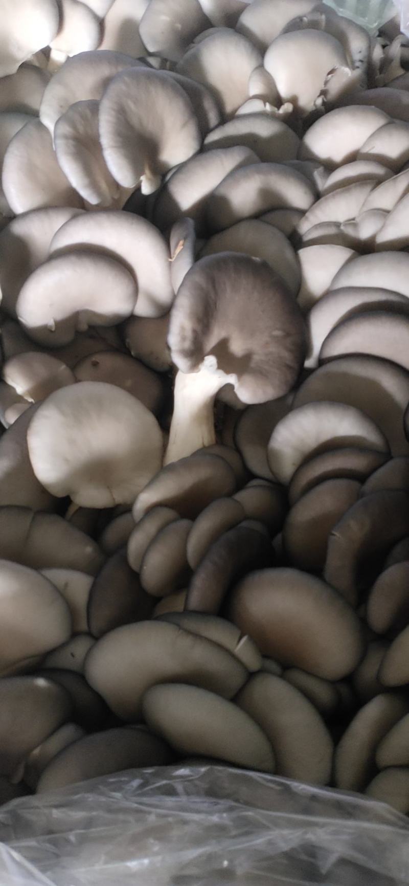 产地直销，价格实惠量大从优，长年供应可以视频看货！