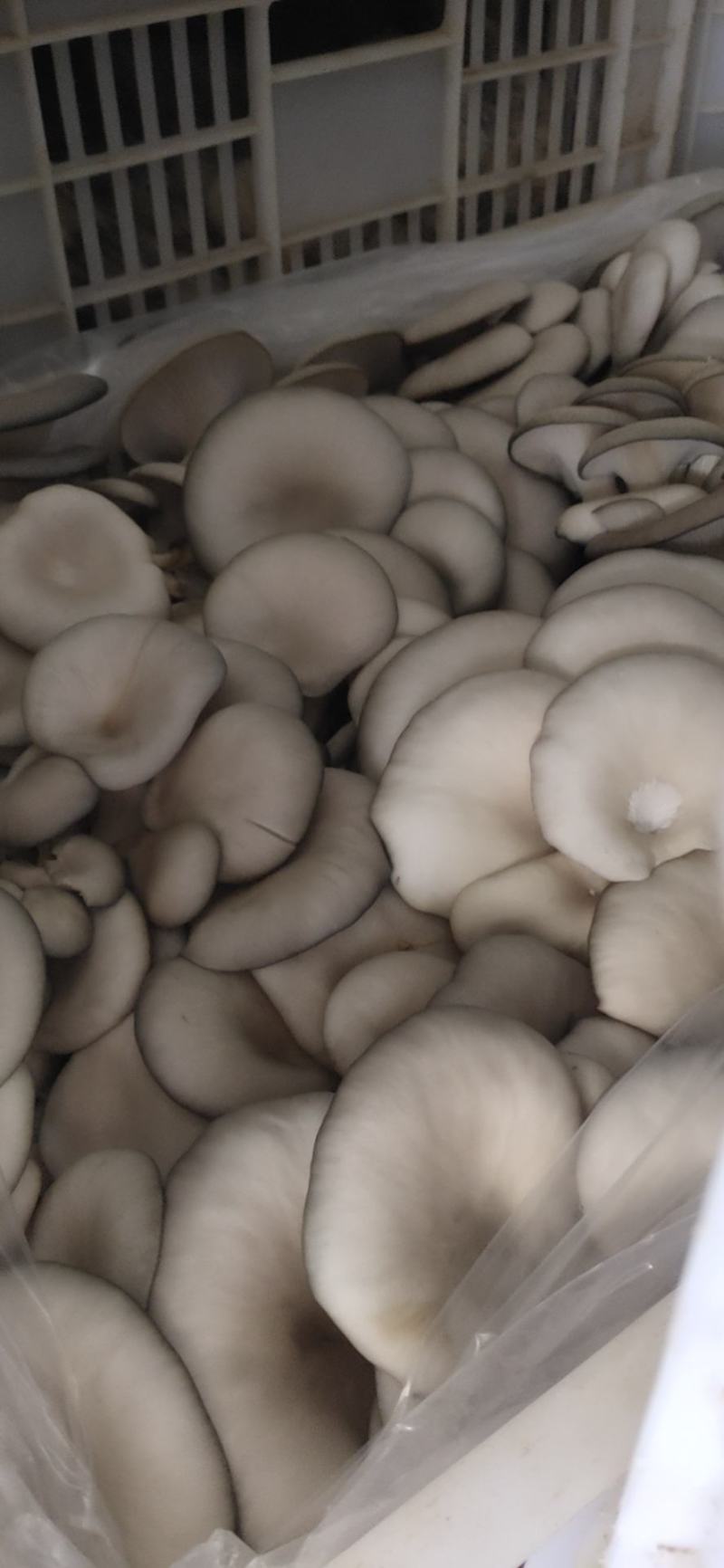 产地直销，价格实惠量大从优，长年供应可以视频看货！