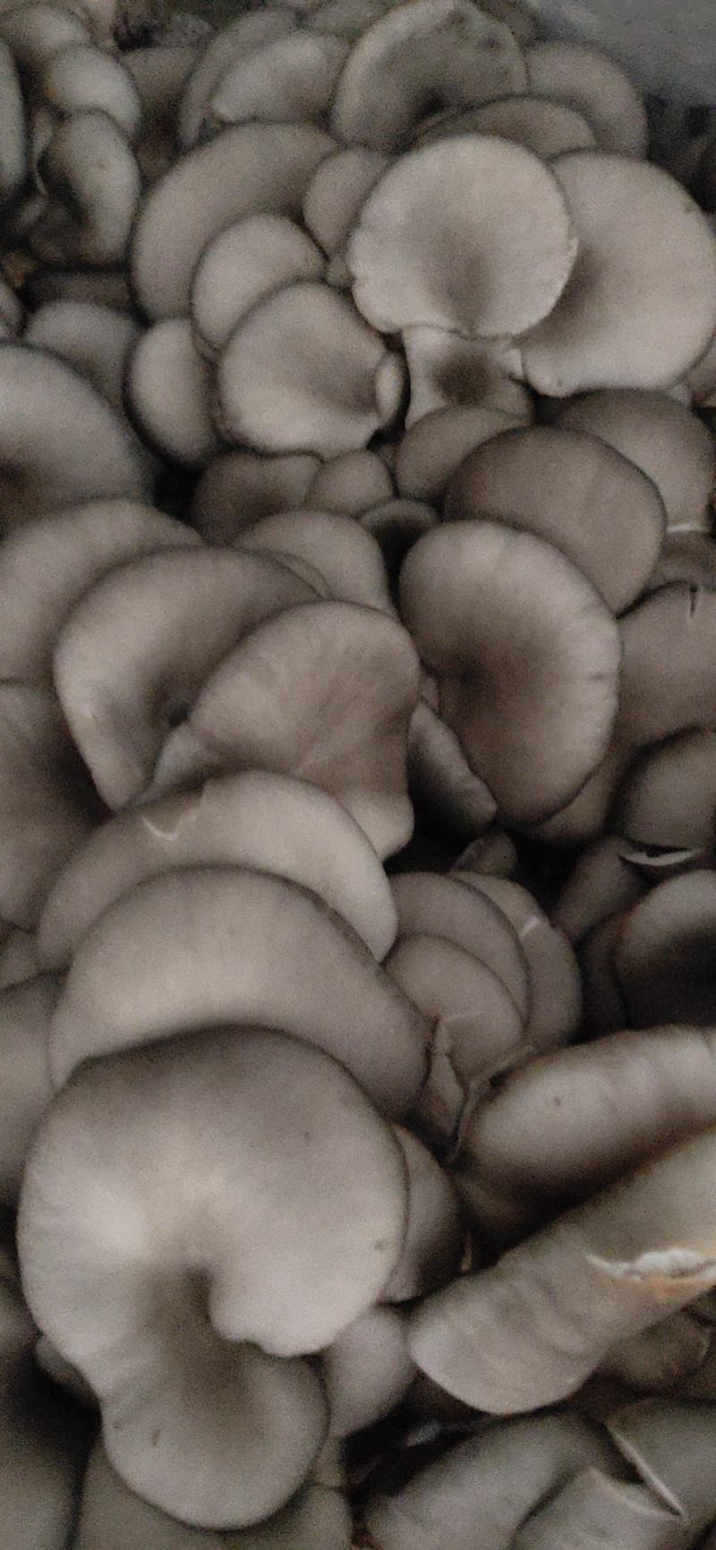产地直销，价格实惠量大从优，长年供应可以视频看货！