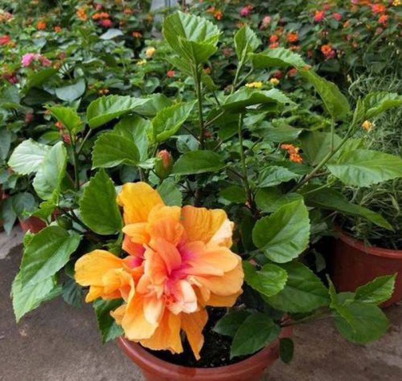 丹麦木槿开花带花苞木槿办公室客厅阳台重瓣花卉盆栽