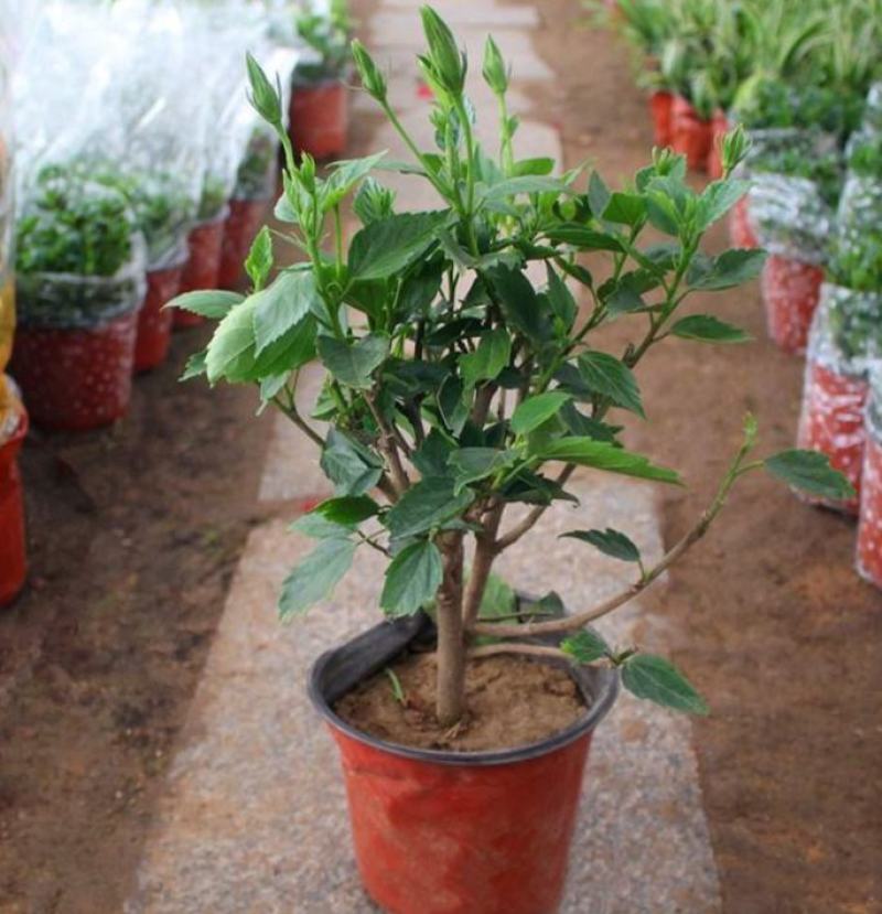 丹麦木槿开花带花苞木槿办公室客厅阳台重瓣花卉盆栽