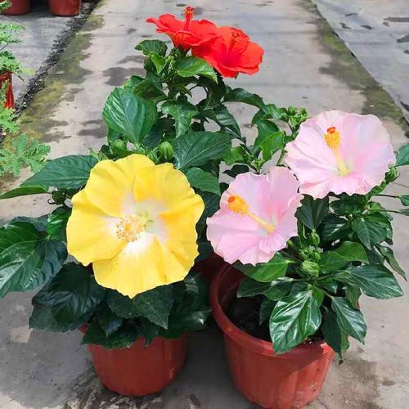 丹麦木槿开花带花苞木槿办公室客厅阳台重瓣花卉盆栽