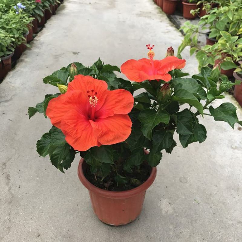 丹麦木槿开花带花苞木槿办公室客厅阳台重瓣花卉盆栽