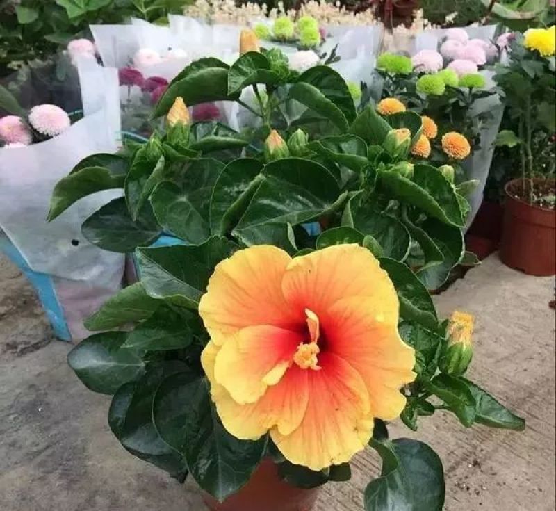 丹麦木槿开花带花苞木槿办公室客厅阳台重瓣花卉盆栽