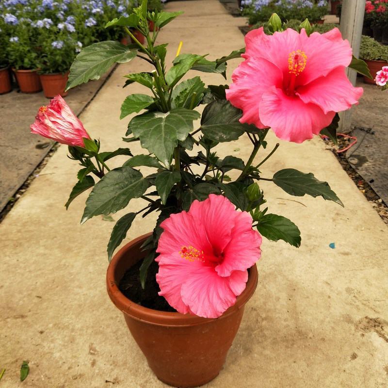丹麦木槿开花带花苞木槿办公室客厅阳台重瓣花卉盆栽