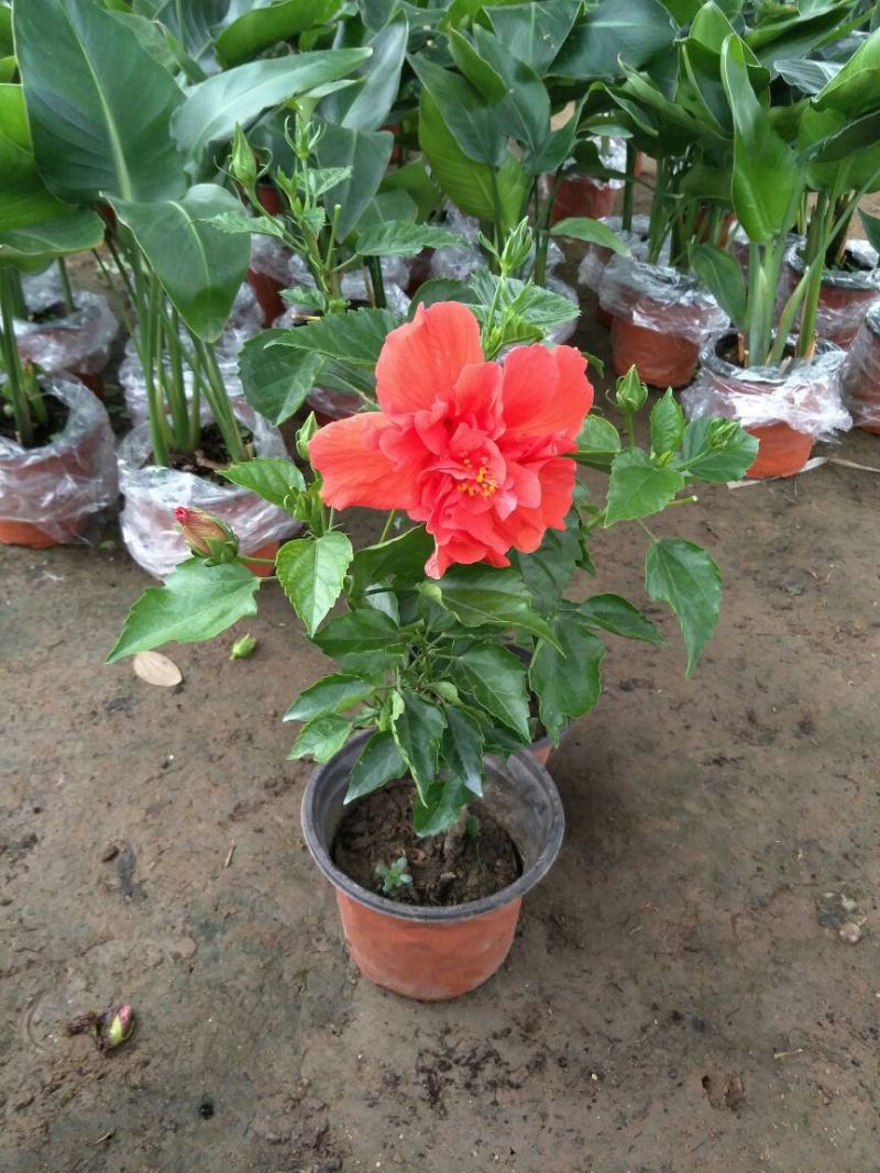 丹麦木槿开花带花苞木槿办公室客厅阳台重瓣花卉盆栽