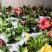 丹麦木槿开花带花苞木槿办公室客厅阳台重瓣花卉盆栽