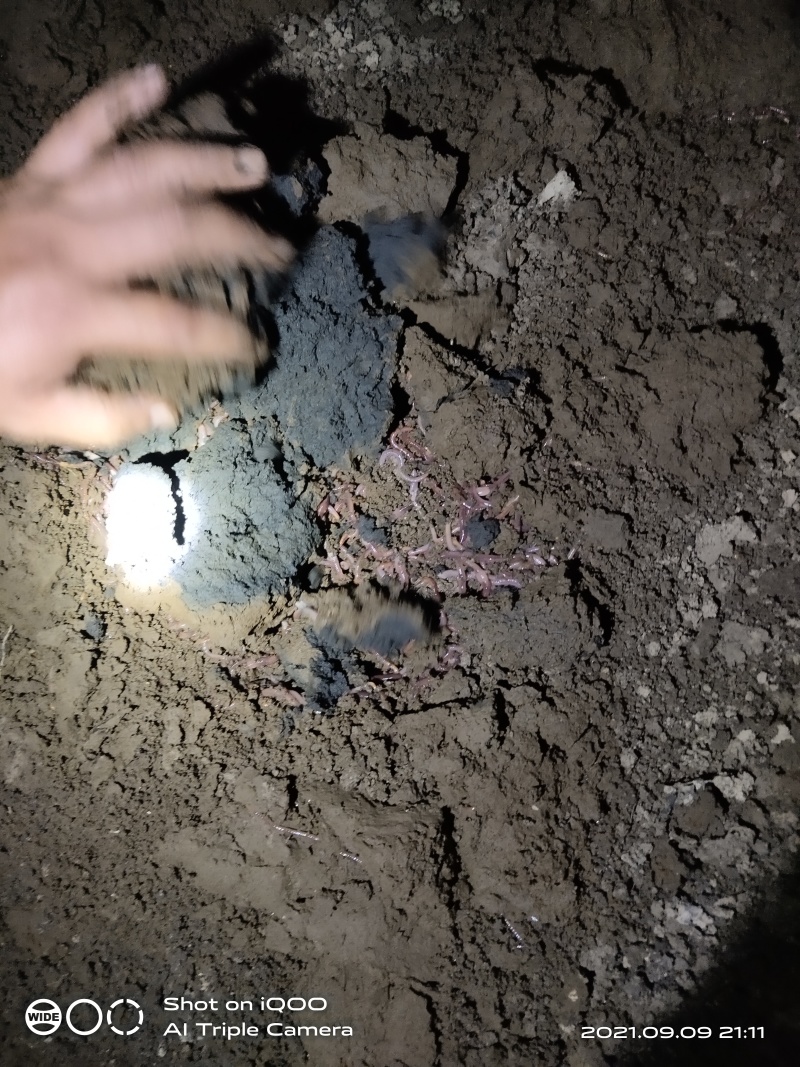 蚯蚓养殖基地大量供应鲜活蚯蚓。