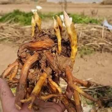 荷苞牡丹，甘肃定西临洮荷苞牡丹观赏绿化公园庭院种植莟苞牡