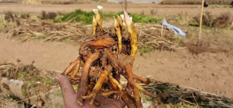 荷苞牡丹，甘肃定西临洮荷苞牡丹观赏绿化公园庭院种植莟苞牡