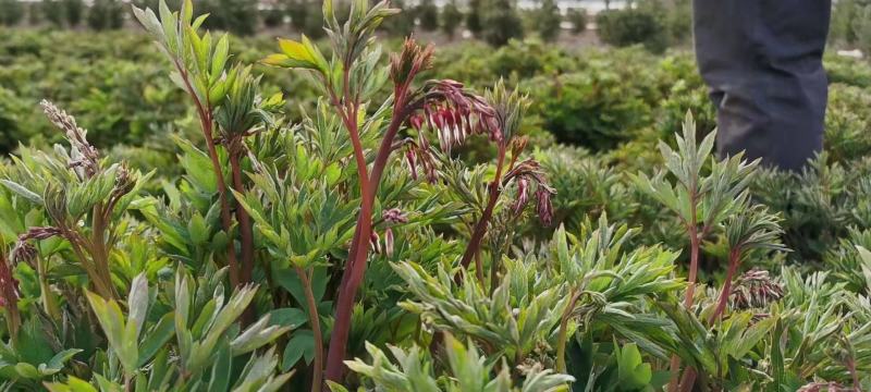 荷苞牡丹，甘肃定西临洮荷苞牡丹观赏绿化公园庭院种植莟苞牡