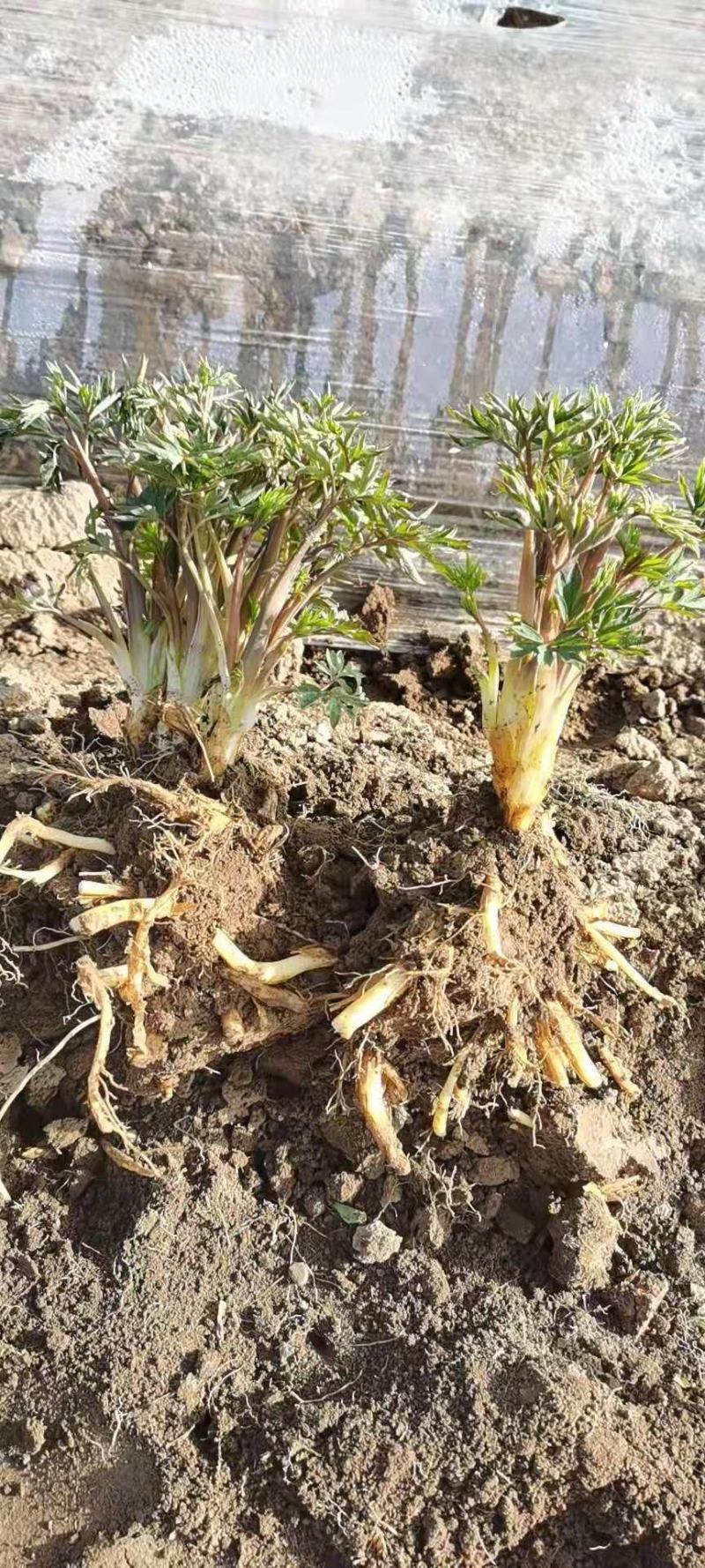 荷苞牡丹，甘肃定西临洮荷苞牡丹观赏绿化公园庭院种植莟苞牡