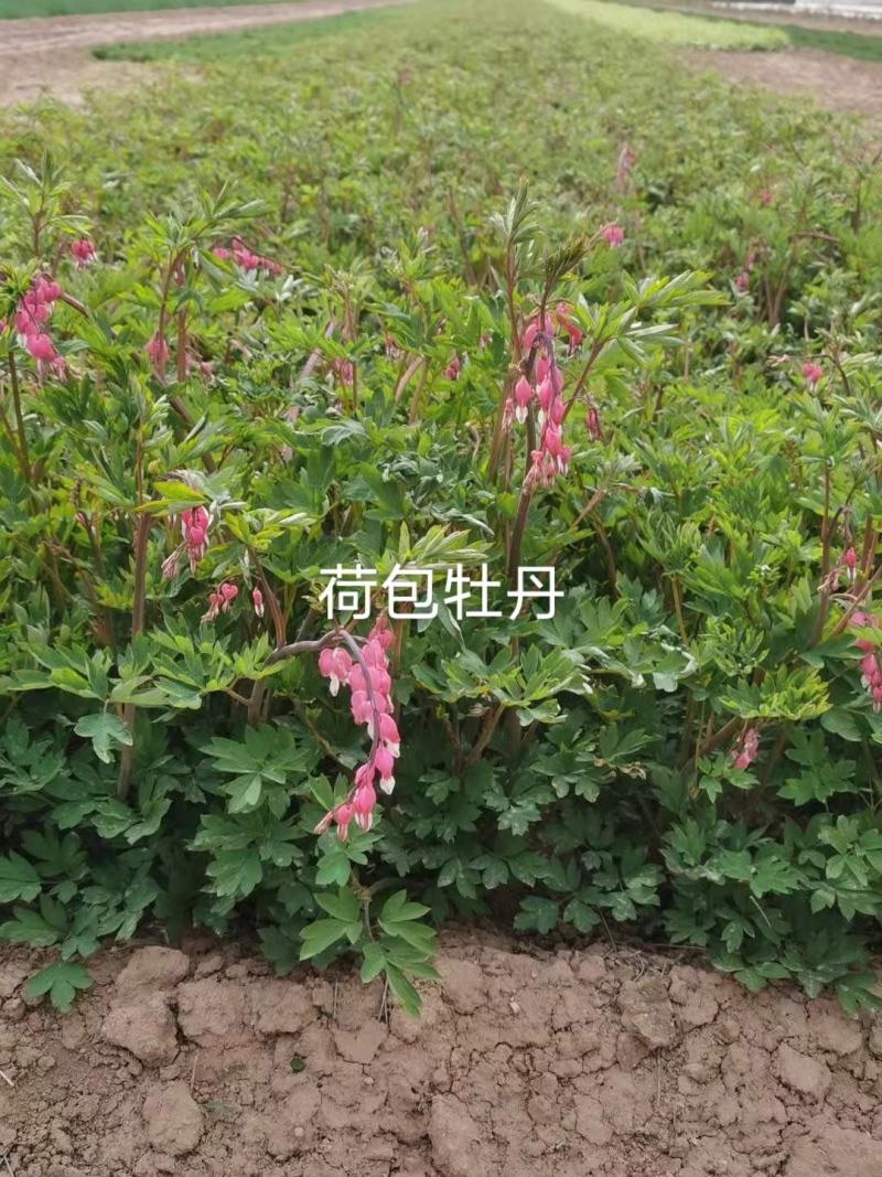 荷苞牡丹，甘肃定西临洮荷苞牡丹观赏绿化公园庭院种植莟苞牡
